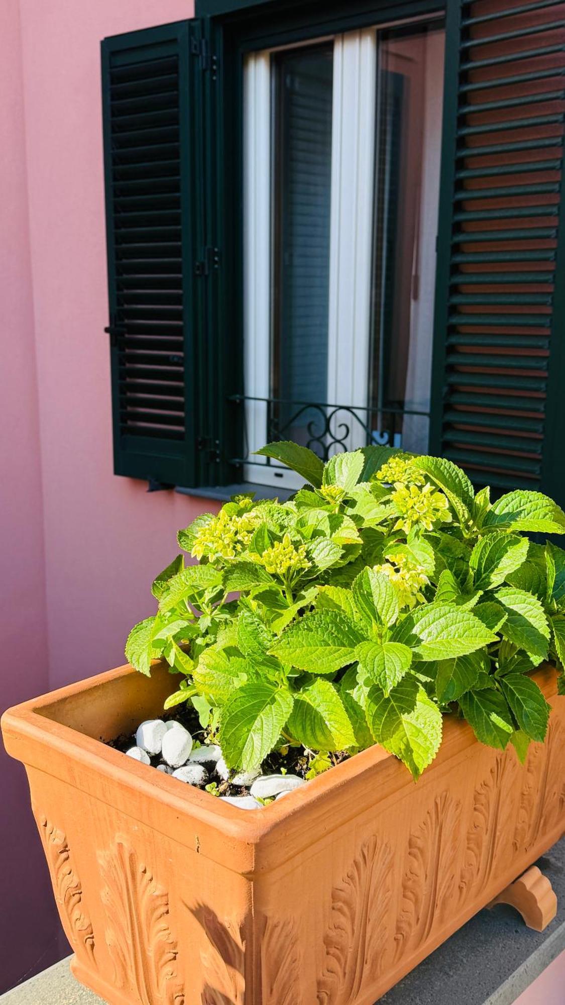 La Maison Rose مايوري المظهر الخارجي الصورة